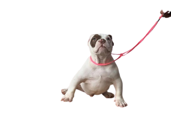 Screenshot_2024-09-17_194006-removebg-preview