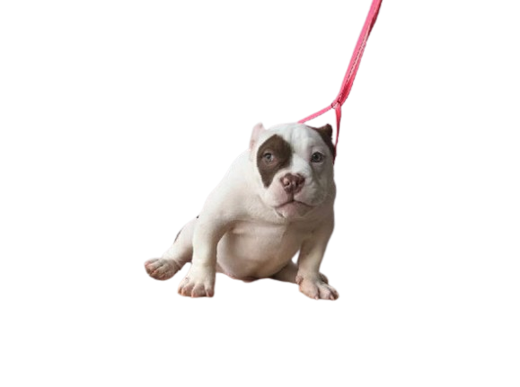 Screenshot_2024-09-17_194011-removebg-preview