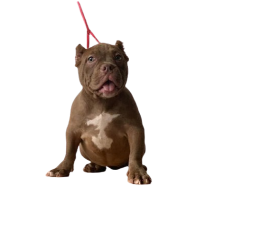 Screenshot_2024-09-17_194016-removebg-preview