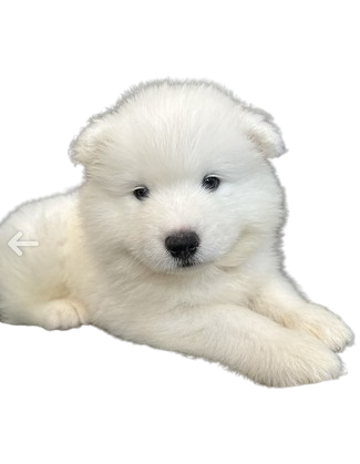 Screenshot_2024-09-19_133949-removebg-preview