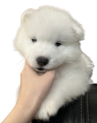 Screenshot_2024-09-19_133955-removebg-preview