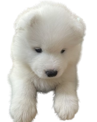 Screenshot_2024-09-19_134000-removebg-preview