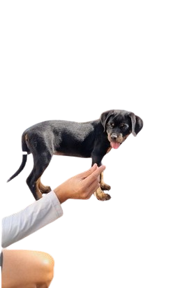 Screenshot_2024-09-19_134743-removebg-preview