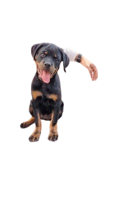 Screenshot_2024-09-19_134748-removebg-preview