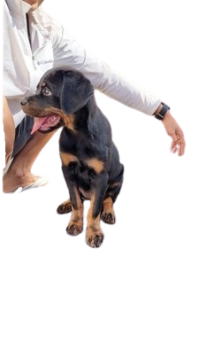 Screenshot_2024-09-19_134751-removebg-preview