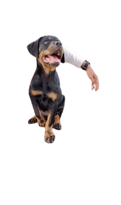 Screenshot_2024-09-19_134755-removebg-preview